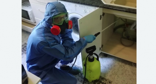 Уничтожение муравьев в квартире. Кодинск