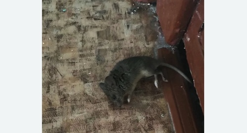 Дезинфекция от мышей в Кодинске