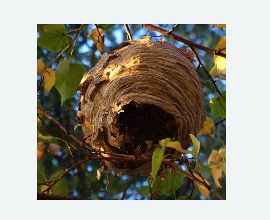 Обработка от шершней в Кодинске