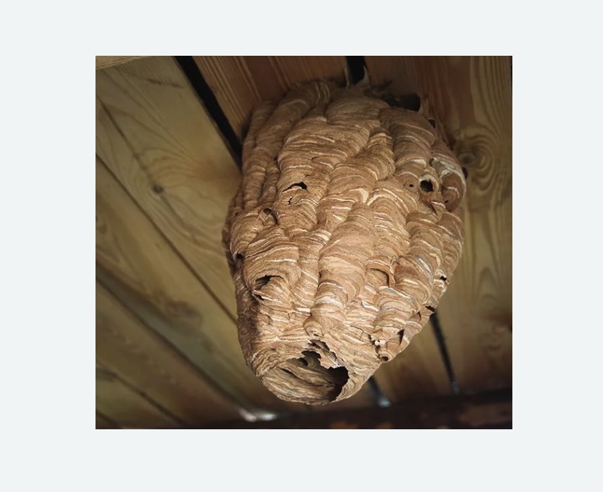 обработка от шершней в Кодинске