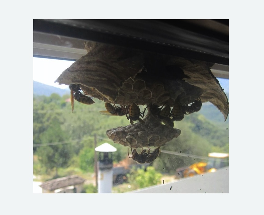 Уничтожение гнёзд шершней в Кодинске