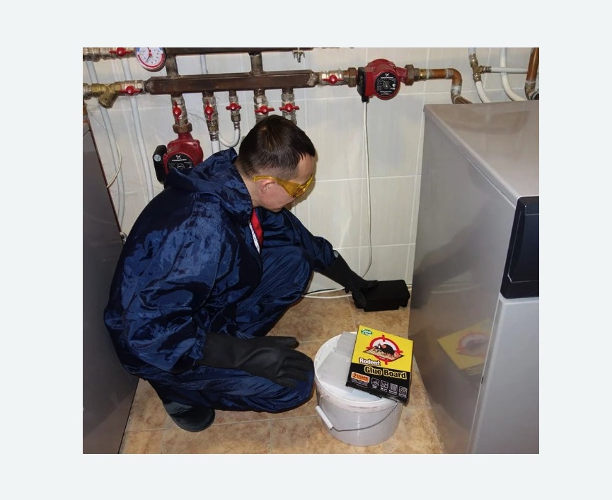 Уничтожение крыс в Кодинске