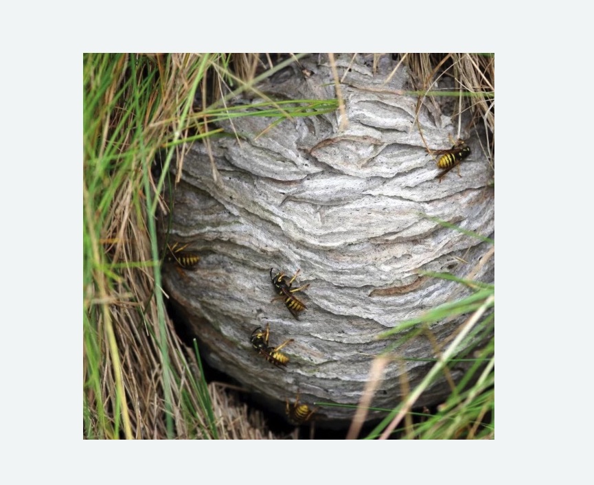 Уничтожение ос и ульев в Кодинске